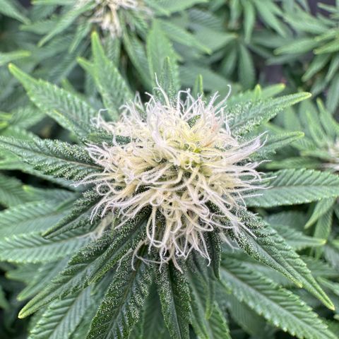 200% growlog timeline photo