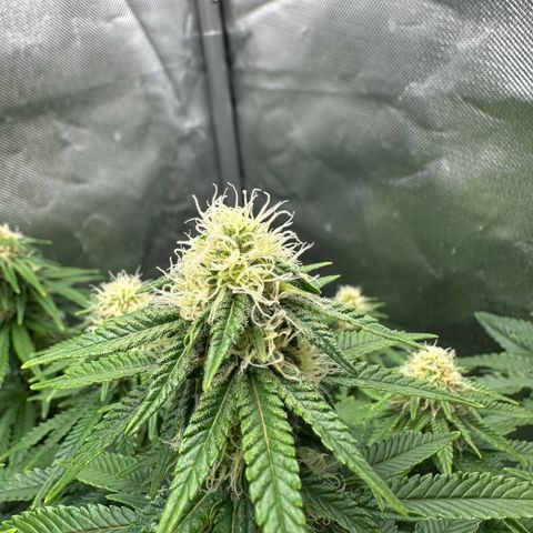 200% growlog timeline photo