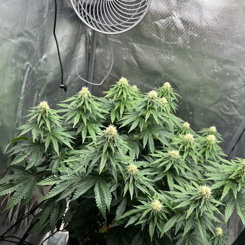 200% growlog timeline photo