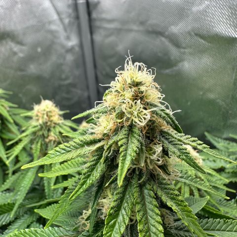 200% growlog timeline photo