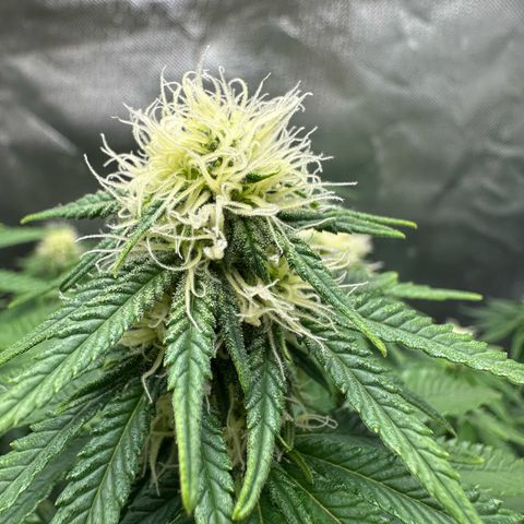 200% growlog timeline photo