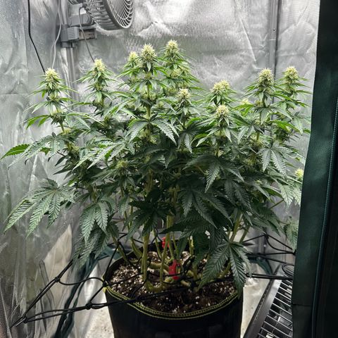 200% growlog timeline photo