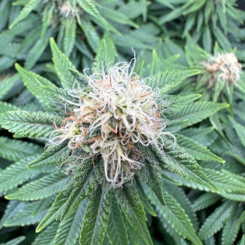 200% growlog timeline photo