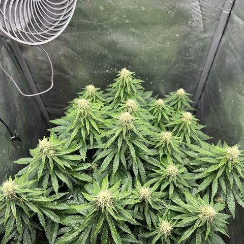 200% growlog timeline photo