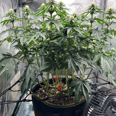 200% growlog timeline photo