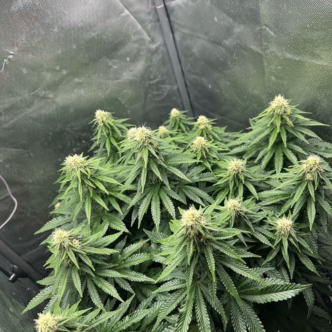 200% growlog timeline photo