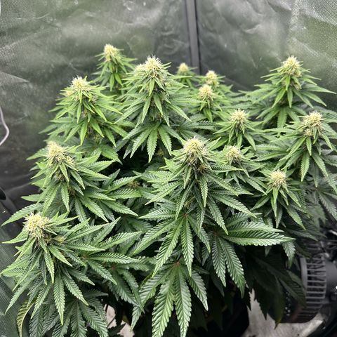 200% growlog timeline photo