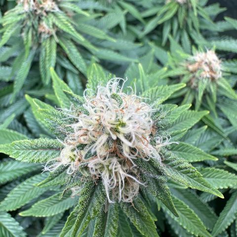 200% growlog timeline photo