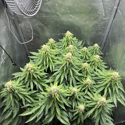 200% growlog timeline photo