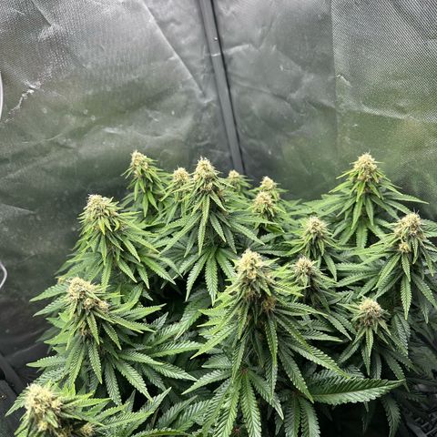 200% growlog timeline photo