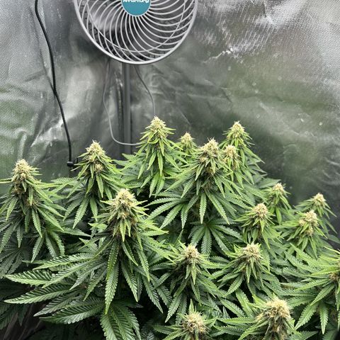 200% growlog timeline photo