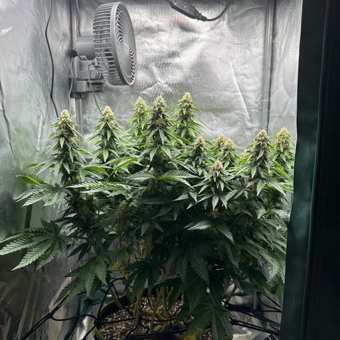 200% growlog timeline photo
