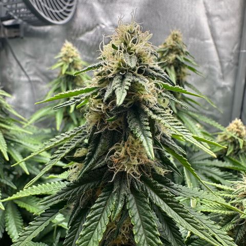 200% growlog timeline photo