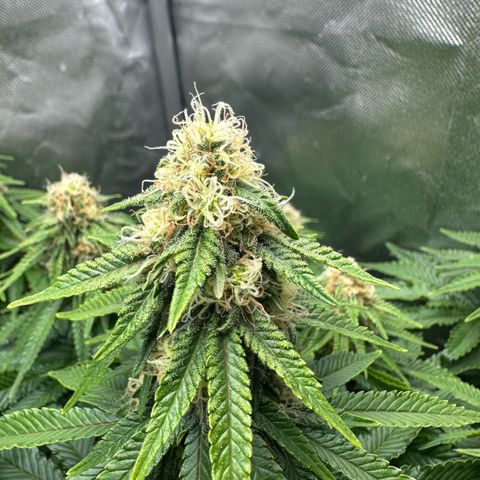 200% growlog timeline photo