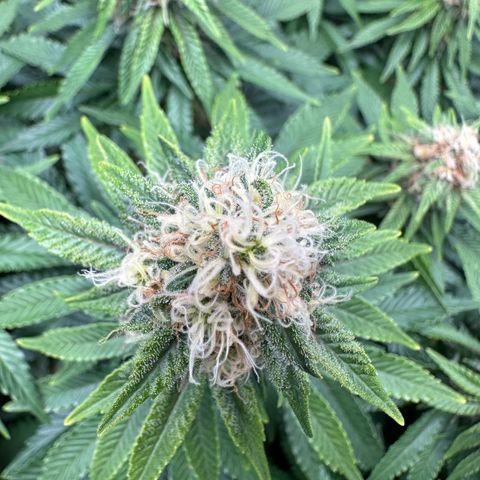 200% growlog timeline photo