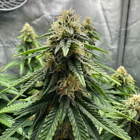 200% growlog timeline photo