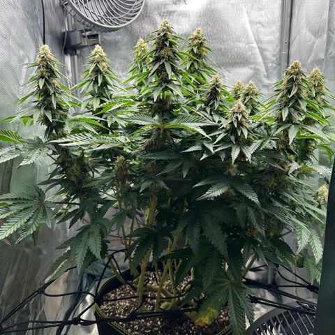 200% growlog timeline photo