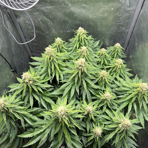 200% growlog timeline photo
