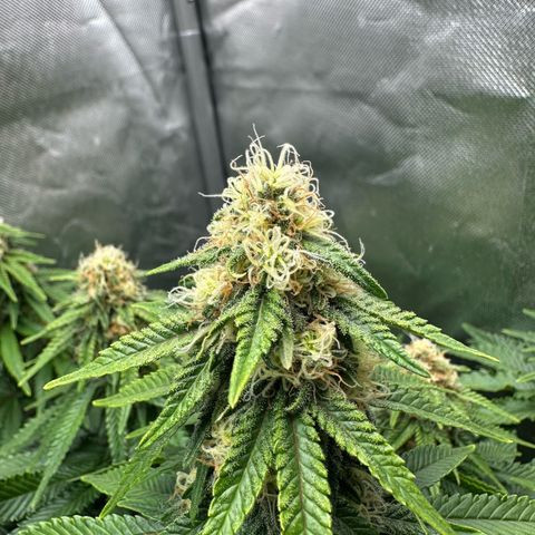 200% growlog timeline photo