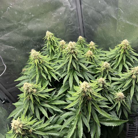 200% growlog timeline photo