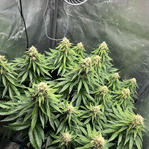 200% growlog timeline photo