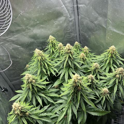 200% growlog timeline photo