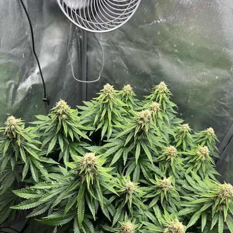 200% growlog timeline photo