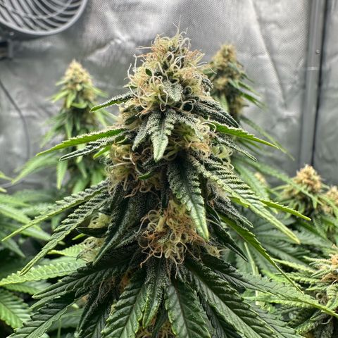 200% growlog timeline photo