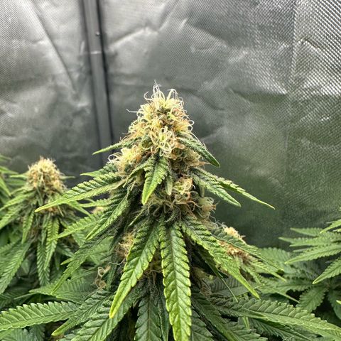 200% growlog timeline photo