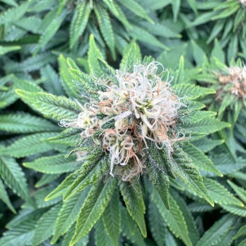 200% growlog timeline photo