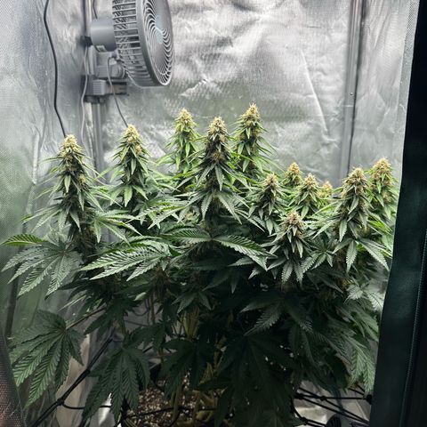 200% growlog timeline photo