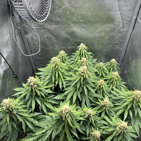200% growlog timeline photo