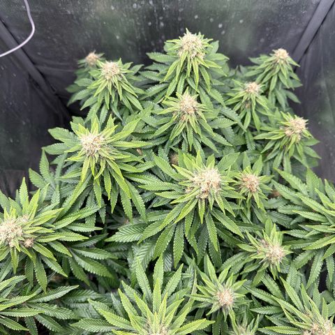 200% growlog timeline photo