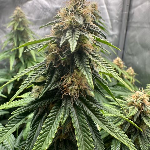 200% growlog timeline photo