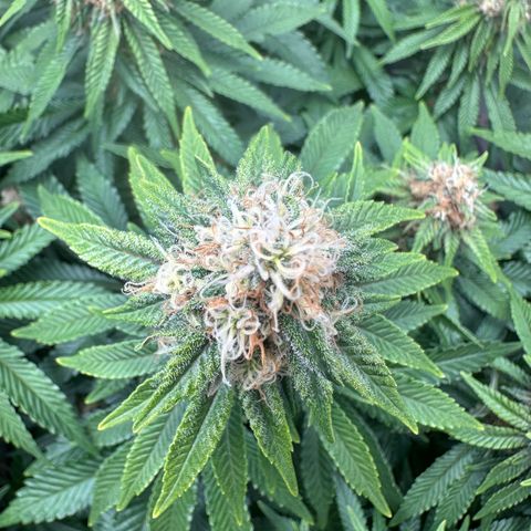 200% growlog timeline photo