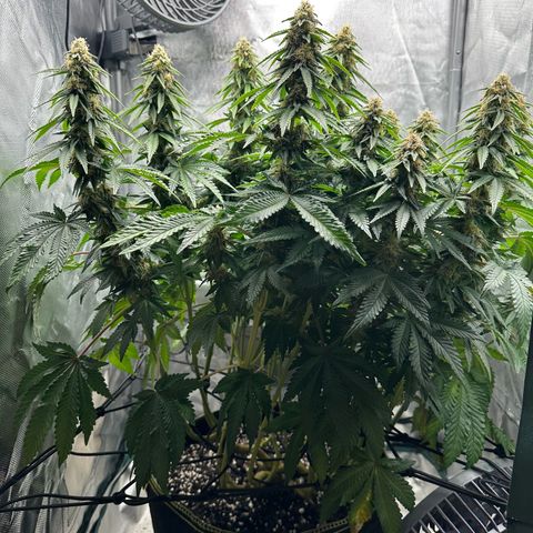 200% growlog timeline photo
