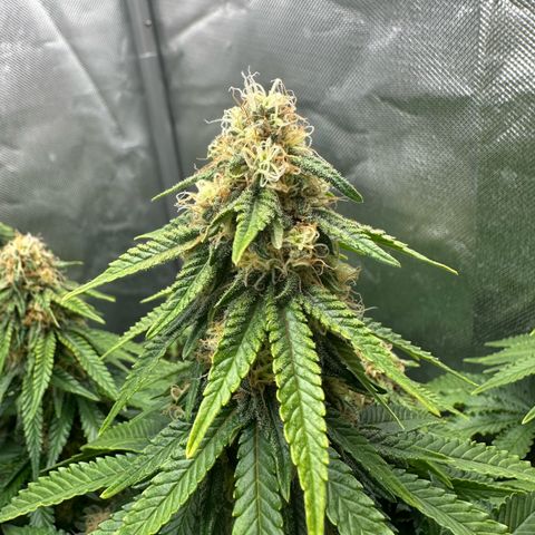 200% growlog timeline photo