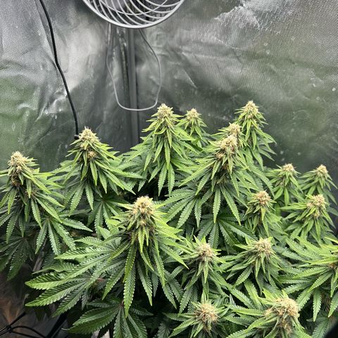 200% growlog timeline photo