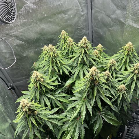 200% growlog timeline photo