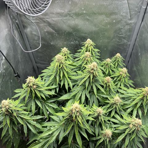 200% growlog timeline photo