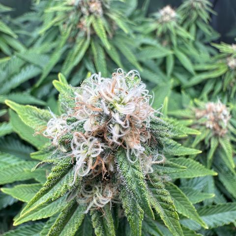 200% growlog timeline photo