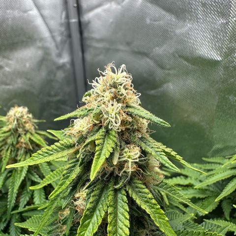 200% growlog timeline photo