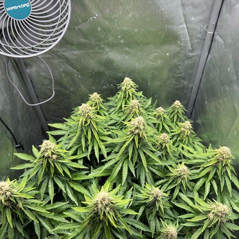 200% growlog timeline photo