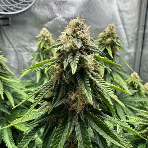 200% growlog timeline photo