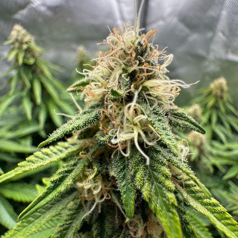 200% growlog timeline photo