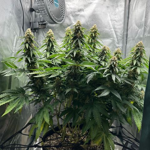 200% growlog timeline photo
