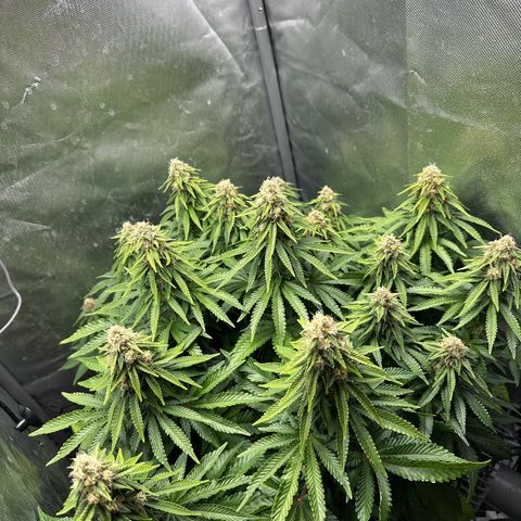 200% growlog timeline photo