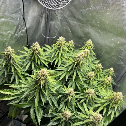 200% growlog timeline photo