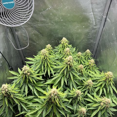 200% growlog timeline photo