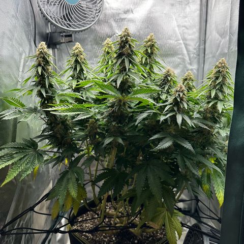 200% growlog timeline photo
